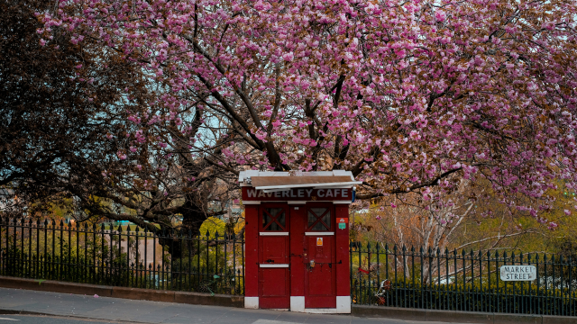 cherry blossom in Edinburgh behing an old police box converted into a cafe