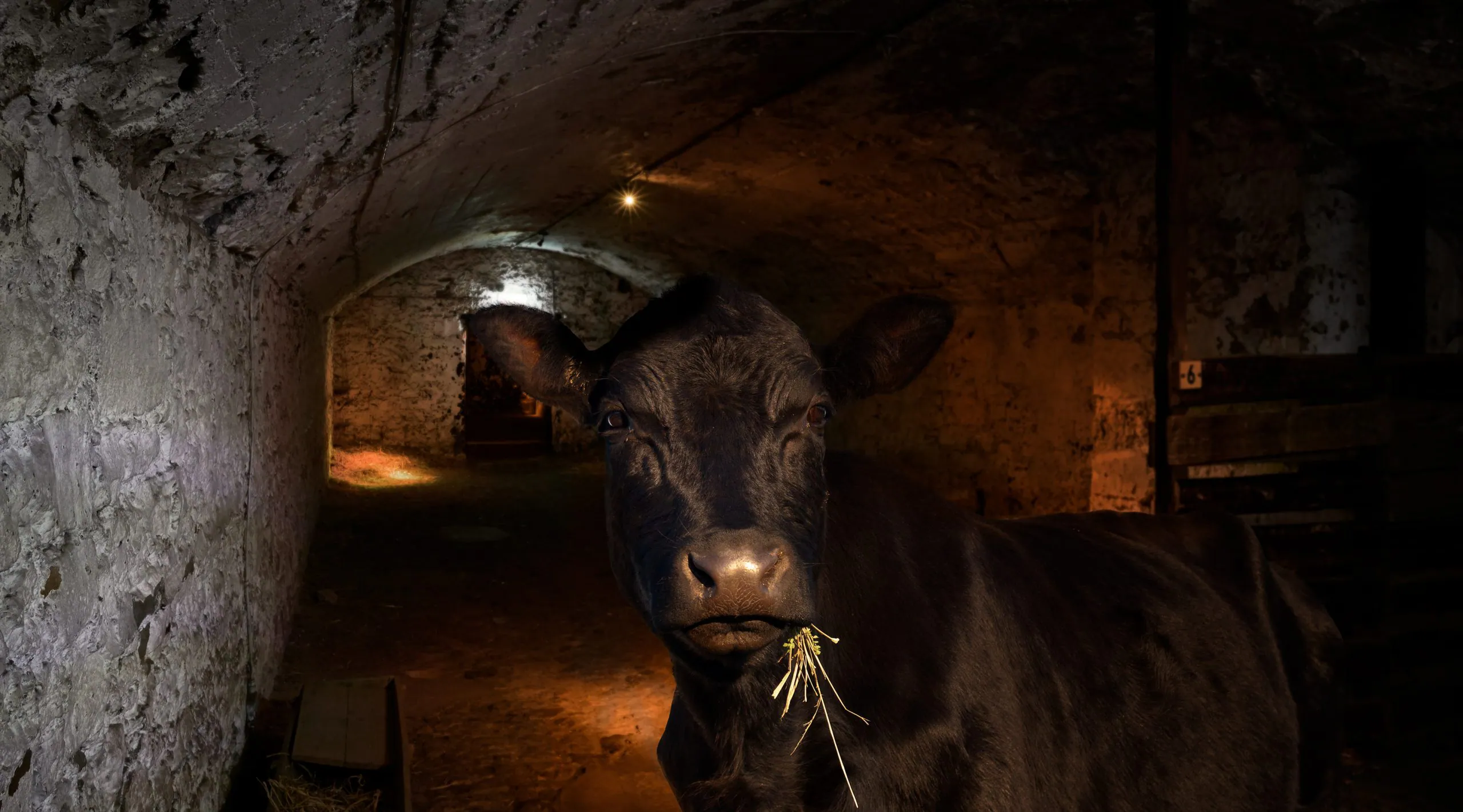 RMKC Cow In Shed April Fools2 Scaled