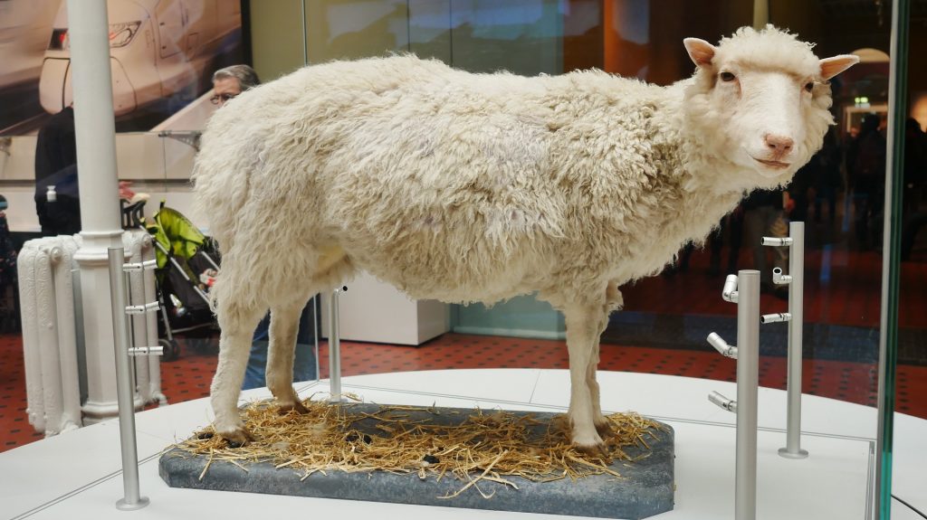 Dolly the Sheep -10 Things Edinburgh Gave the World