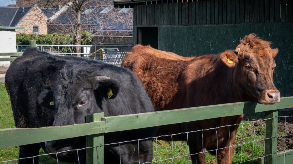 Love Gorgie Farm Cows